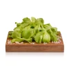 Insalata Lattughino 100g