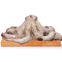 Polpo di Scoglio 1,5Kg